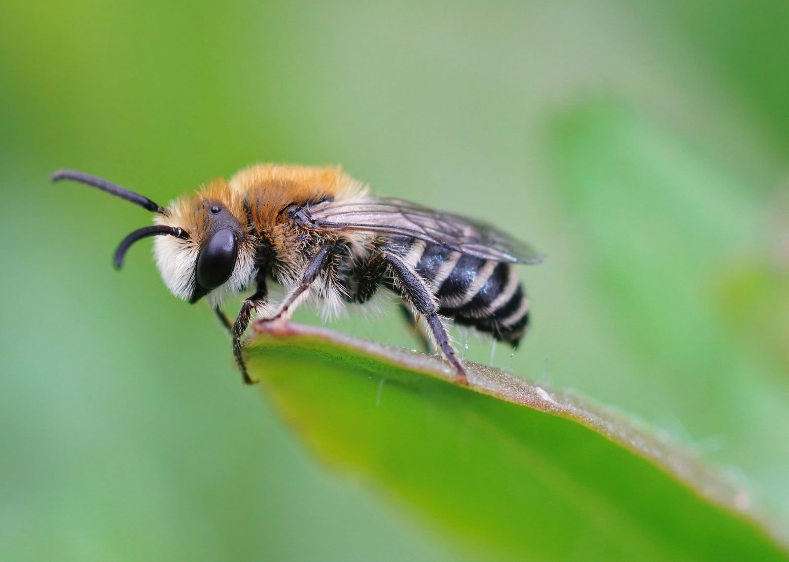 Bee from Bee: The Origin and Cultural Impact of a Unique Phrase
