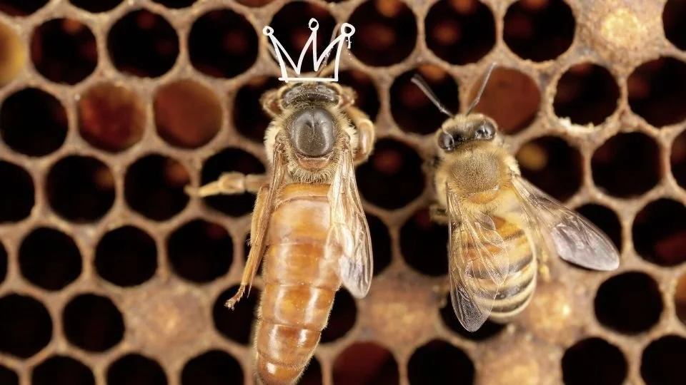 The Vital Role of the Bees Queen Bee in Colony Survival